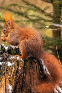 Unsere Wälder